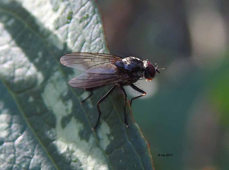 ID Anthomyiidae